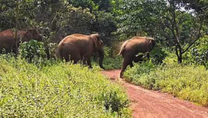 Wild elephant near village area in Kodagu district highlighting human wildlife conflict